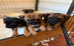 Border Terrier dogs for sale: Beautiful Border Terrier Puppies😍 - Advert 6