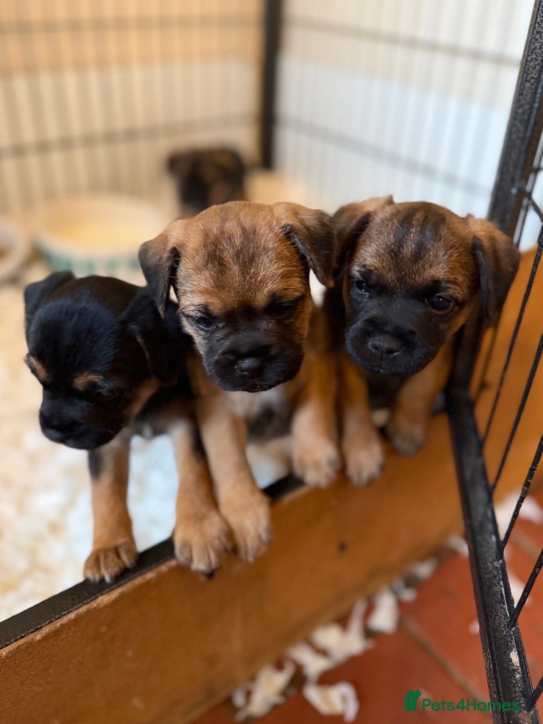 Border Terrier dogs for sale: Beautiful Border Terrier Puppies😍 - Advert 6