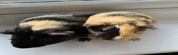 Guinea Pig rodents for sale: Two boy bonded Guinea Pigs wrong date born in 2025 - Advert 4