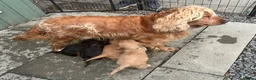 Cocker Spaniel dogs for sale: Show cocker spaniel puppies  - Advert 18