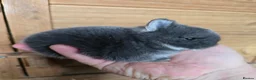 Netherland Dwarf rabbits for sale: Netherland dwarf kits  fully vaxxed *read ad* - Advert 6