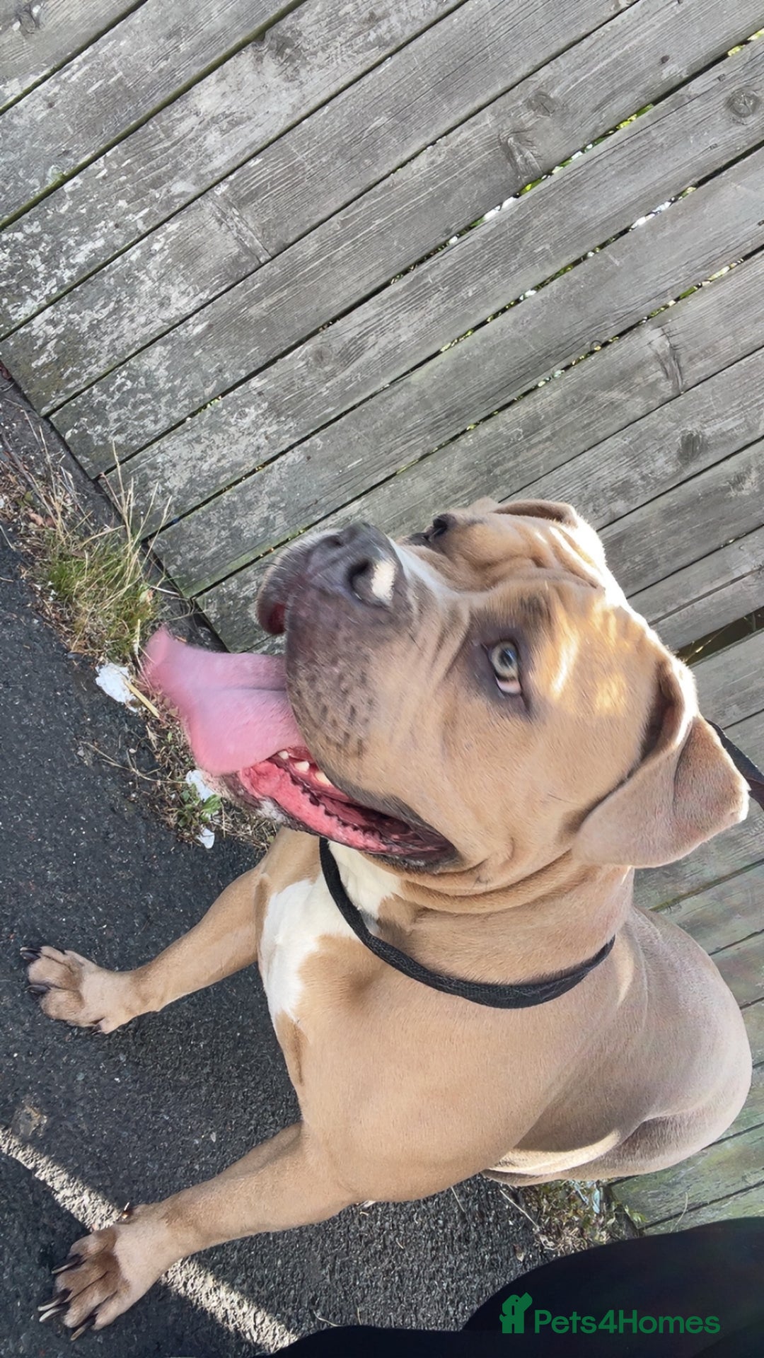 Mixed Breed dogs for sale: Lovely Xl bully  - Image 2