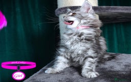 Maine Coon cats for sale: STUNNING XL PEDIGREE MAINE COON KITTENS - Image 14