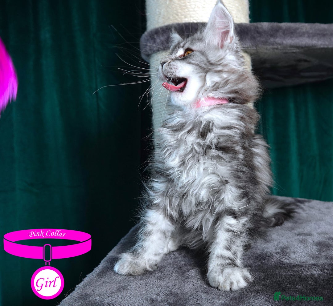 Maine Coon cats for sale: STUNNING XL PEDIGREE MAINE COON KITTENS - Image 14