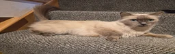 Ragdoll cats for sale: Ragdoll x Norwegian forest - Advert 3