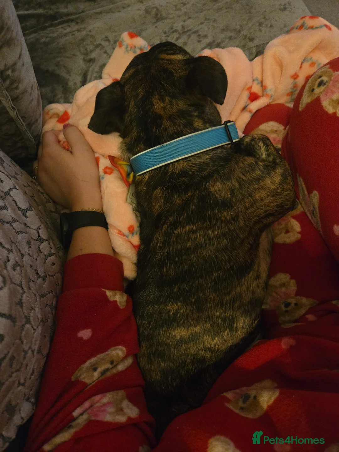 Staffordshire Bull Terrier dogs for sale: Staffordshire for sale in Cwmbran - Advert 3