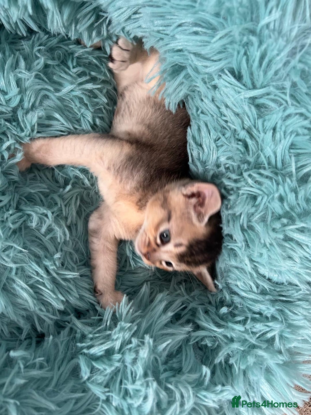 Abyssinian cats for sale: TICA reg Abyssinian sweet kittens rare colours  - Image 22