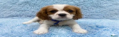 Cavalier King Charles Spaniel Puppy 2
