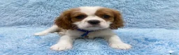 Cavalier King Charles Spaniel dogs for sale: Cavalier King Charles  - Advert 3
