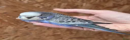 Budgerigars birds for sale: Hand tame violet baby budgies for sale  - Advert 8