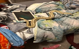 Python Snake reptiles for sale: Beautiful ball python and tank - Image 1