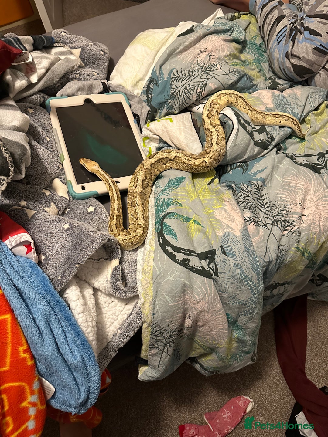 Python Snake reptiles for sale: Beautiful ball python and tank - Image 1