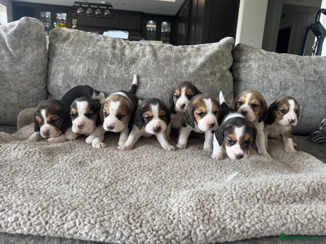 Beagle dogs for sale: TRUE SHOW TYPE KC REGISTERED BEAGLES - Advert 1