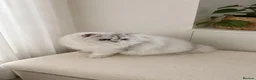 Scottish Fold cats for sale: Scottish Fold & Straight – Elegant Bloodline - Advert 19