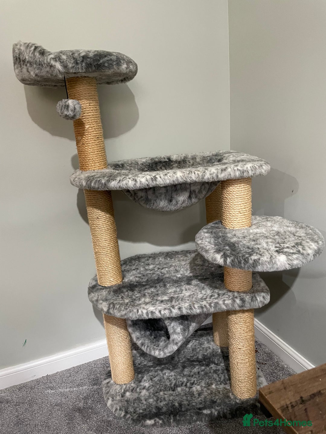 Mixed Breed cats for sale: Female kitten - Image 4