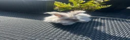 Angora rabbits for sale: Mixed, angora and a Teddywidder £70 - Advert 10