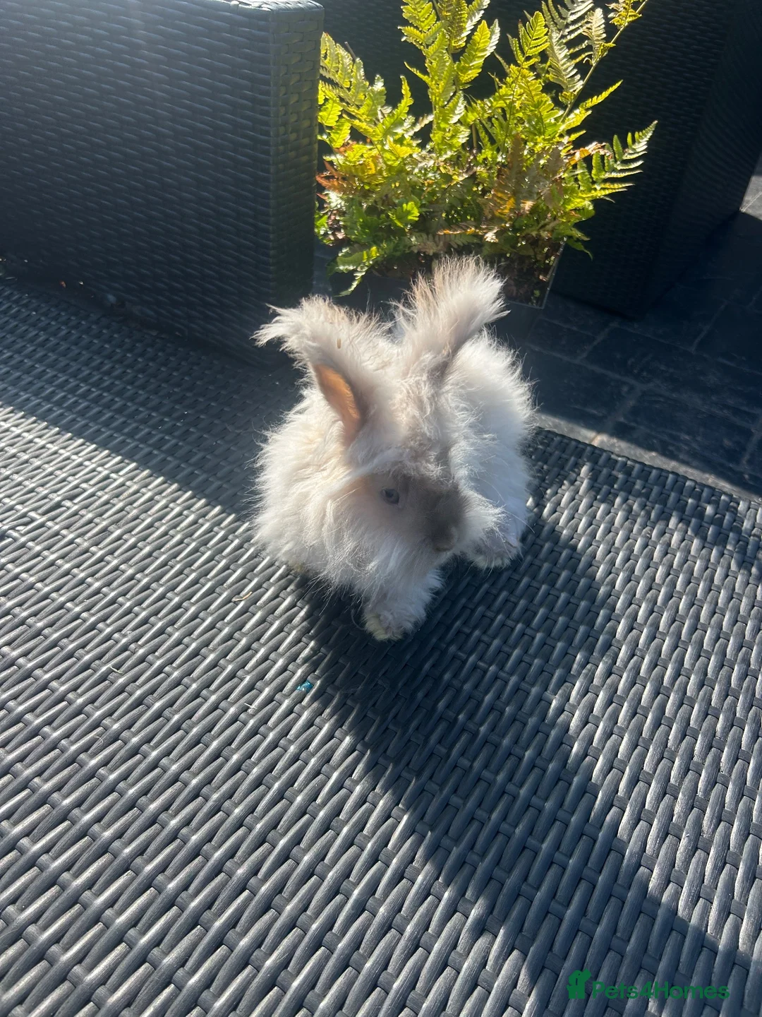Angora rabbits for sale: Mixed, angora and a Teddywidder £70 - Advert 10