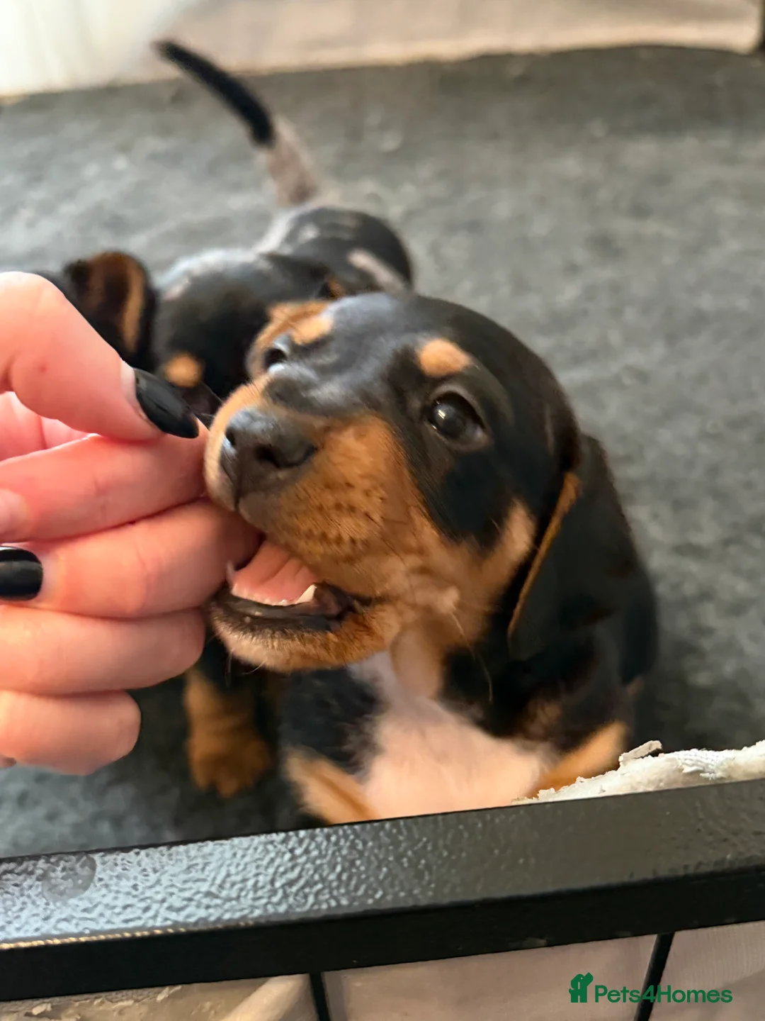 Jackshund dogs for sale: Beautiful Jackweenie Boy  - Advert 5