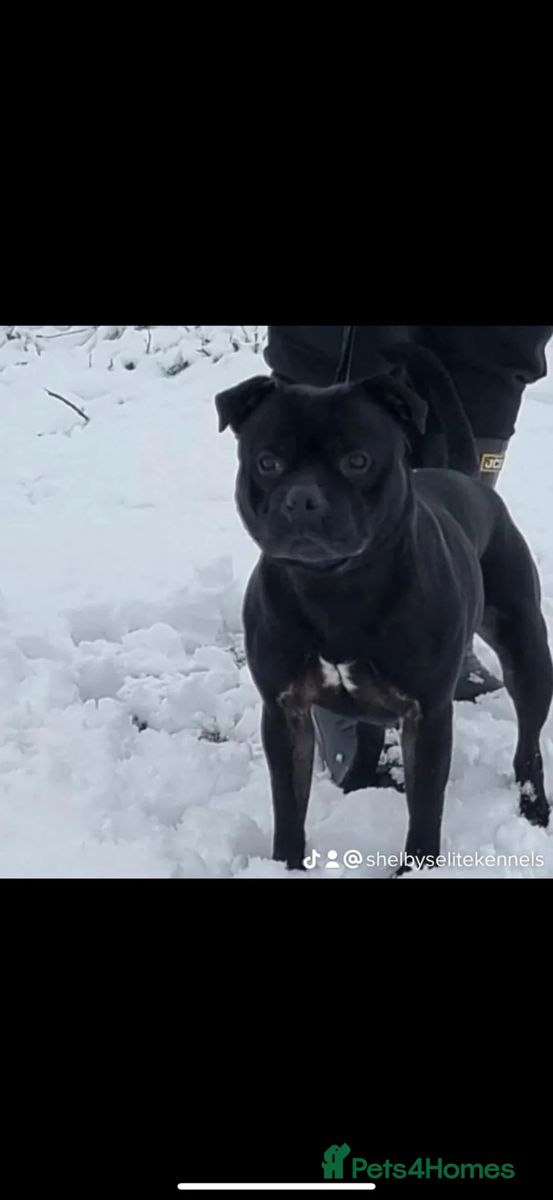 Staffordshire Bull Terrier dogs for stud: STORM FOR STUD in Newton Aycliffe - Advert 3