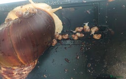 Snails invertebrates for sale: Baby Giant African Land Snails  - Image 13