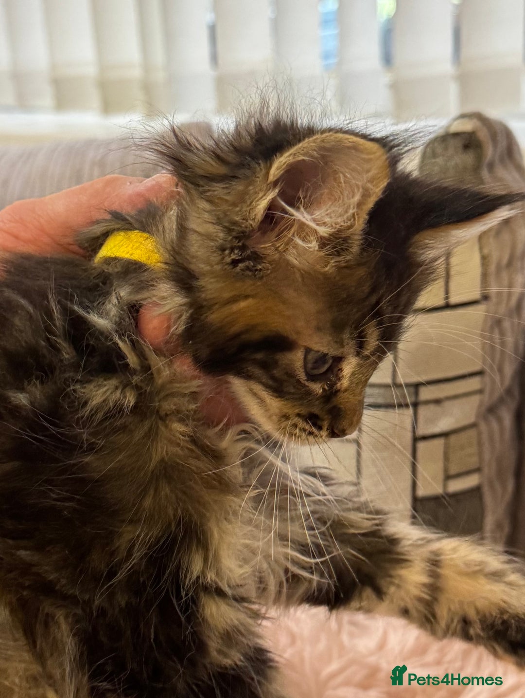 Maine Coon cats for sale: Adorable pedigree Maine coon kittens - Advert 20