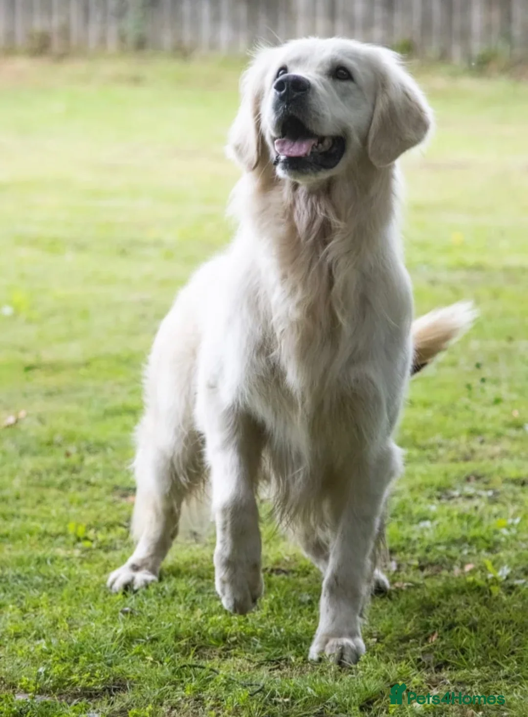 Golden Retriever dogs for sale: 3 outstanding golden retriever puppies  in Middlesbrough - Advert 9