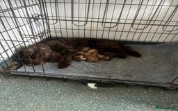 Cockapoo dogs for sale: Chocolate merl Cockapoo puppies  - Image 11
