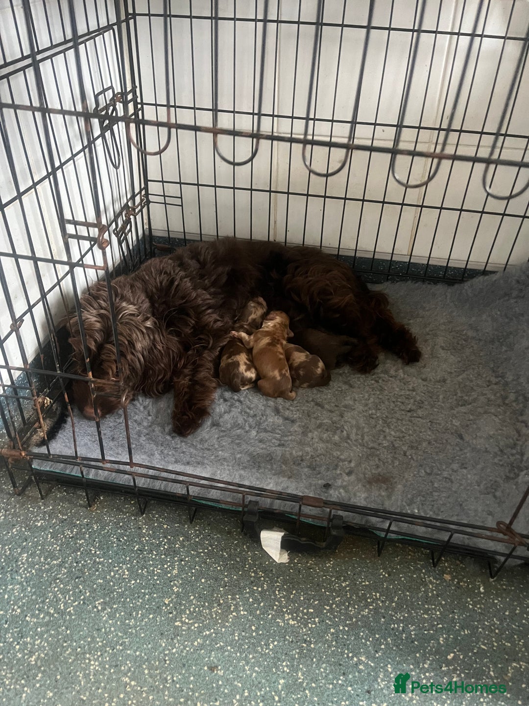 Cockapoo dogs for sale: Chocolate merl Cockapoo puppies  - Image 11