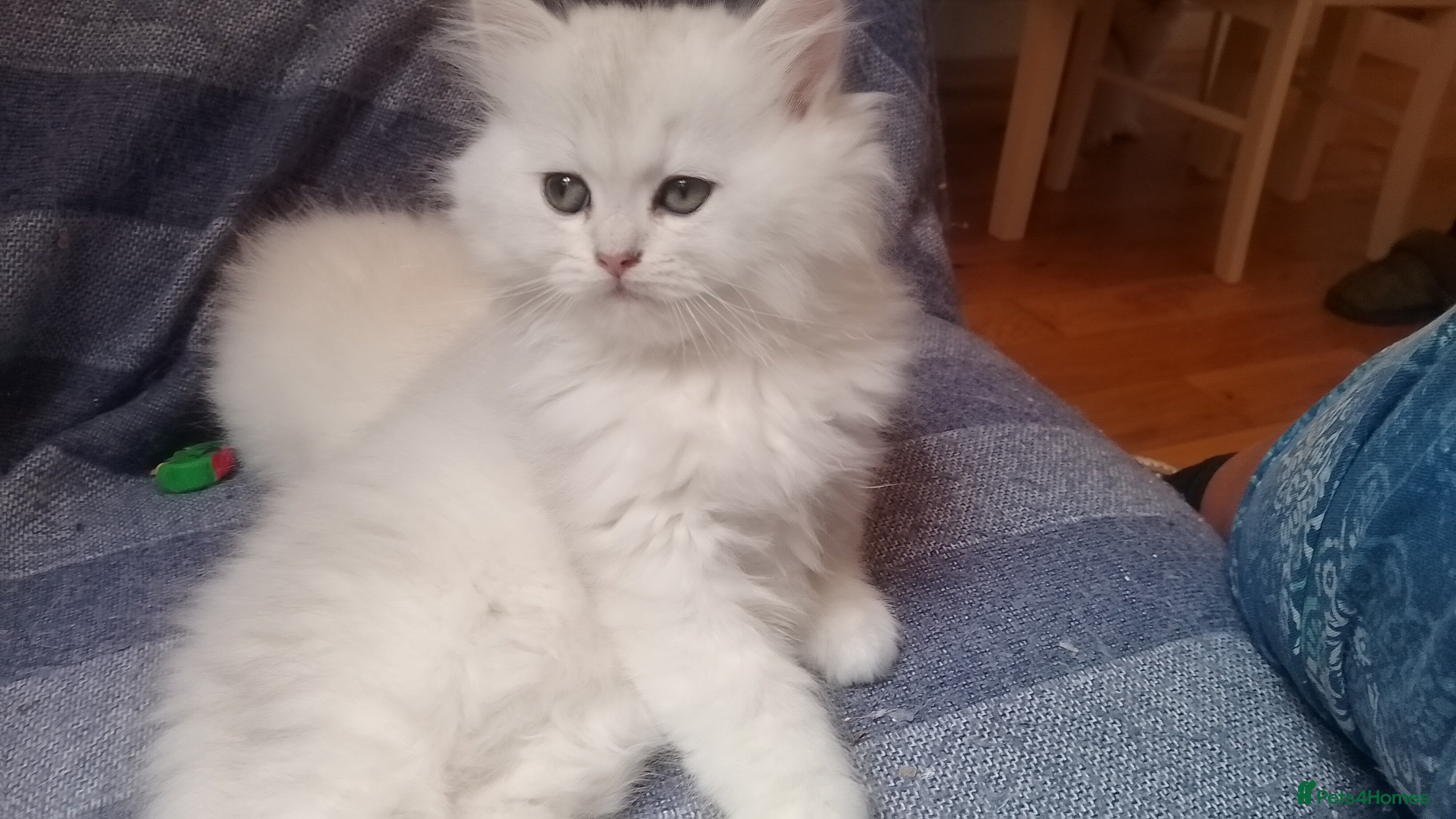 British Longhair cats British Longhair Kittens - Advert 2