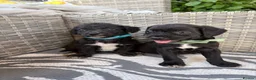 Mixed Breed dogs for sale: Cavajack puppy’s  - Advert 12
