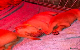 Labrador Retriever dogs for sale: Labrador Retriever Pups - Image 5