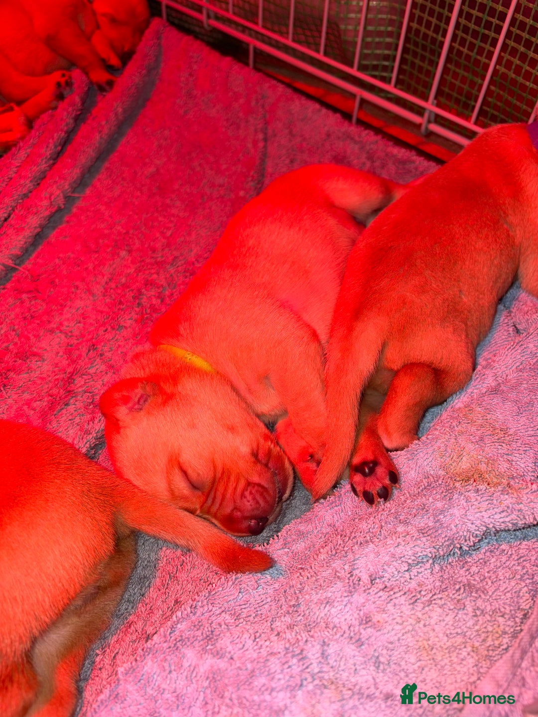 Labrador Retriever dogs for sale: Labrador Retriever Pups - Image 5