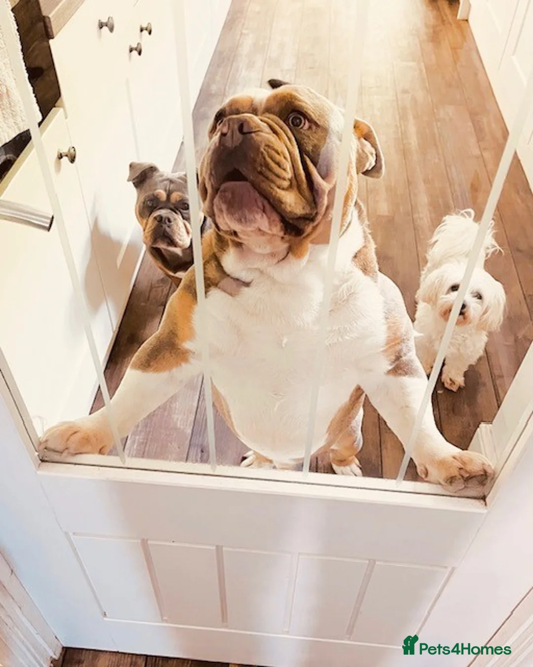 Olde English Bulldogge dogs for stud: PROVEN STUD - Floyd, Olde English Bulldogge in Nottingham - Advert 3