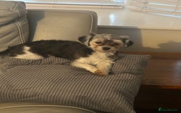 Maltipoo dogs for sale: 11 months old Asian Maltipoo 1.2kg - Advert 3