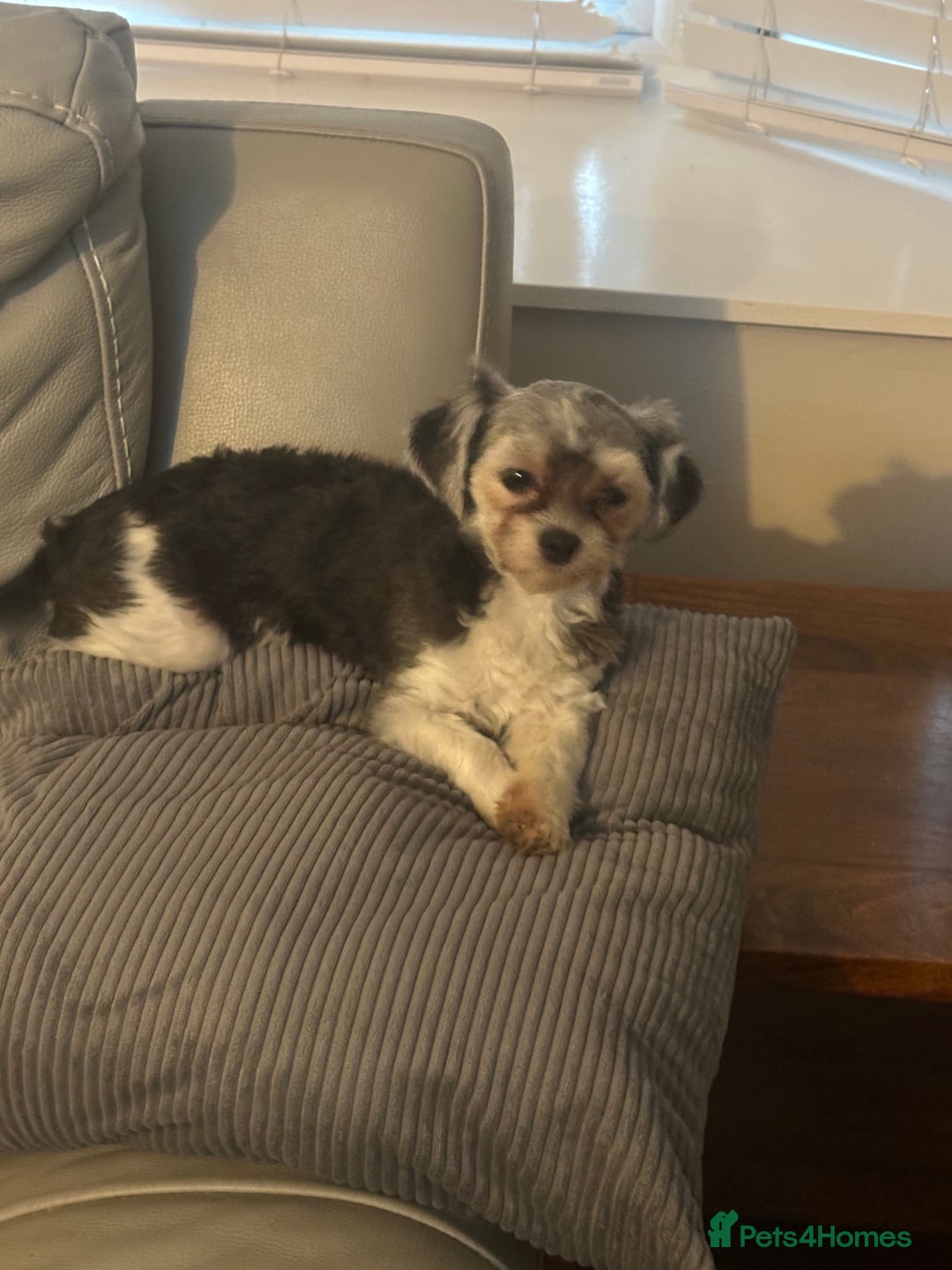 Maltipoo dogs for sale: 11 months old Asian Maltipoo 1.2kg - Advert 3