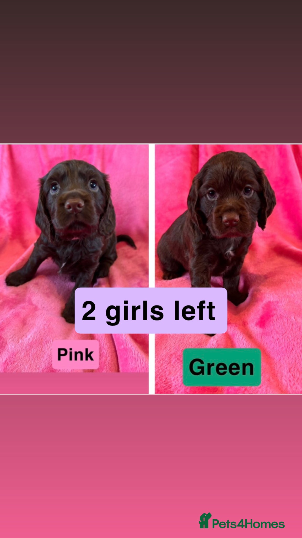Cocker Spaniel dogs Stunning working cocker spaniel puppy’s  - Advert 14