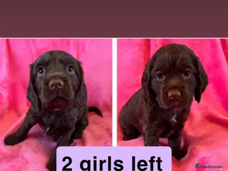 Cocker Spaniel dogs Stunning working cocker spaniel puppy’s - Advert 14