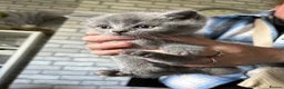 British Shorthair cats for sale: British shorthair / Russian blue  - Advert 17