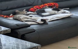 Domestic Shorthair cats for sale: Kind Homes Only – 4 Beautiful Healthy Kittens in Edgware - Image 14