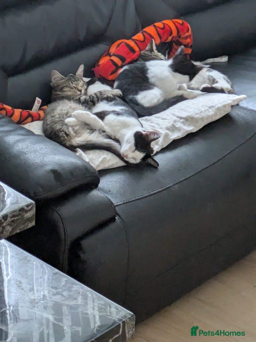 Domestic Shorthair cats for sale: Kind Homes Only – 4 Beautiful Healthy Kittens in Edgware - Image 14