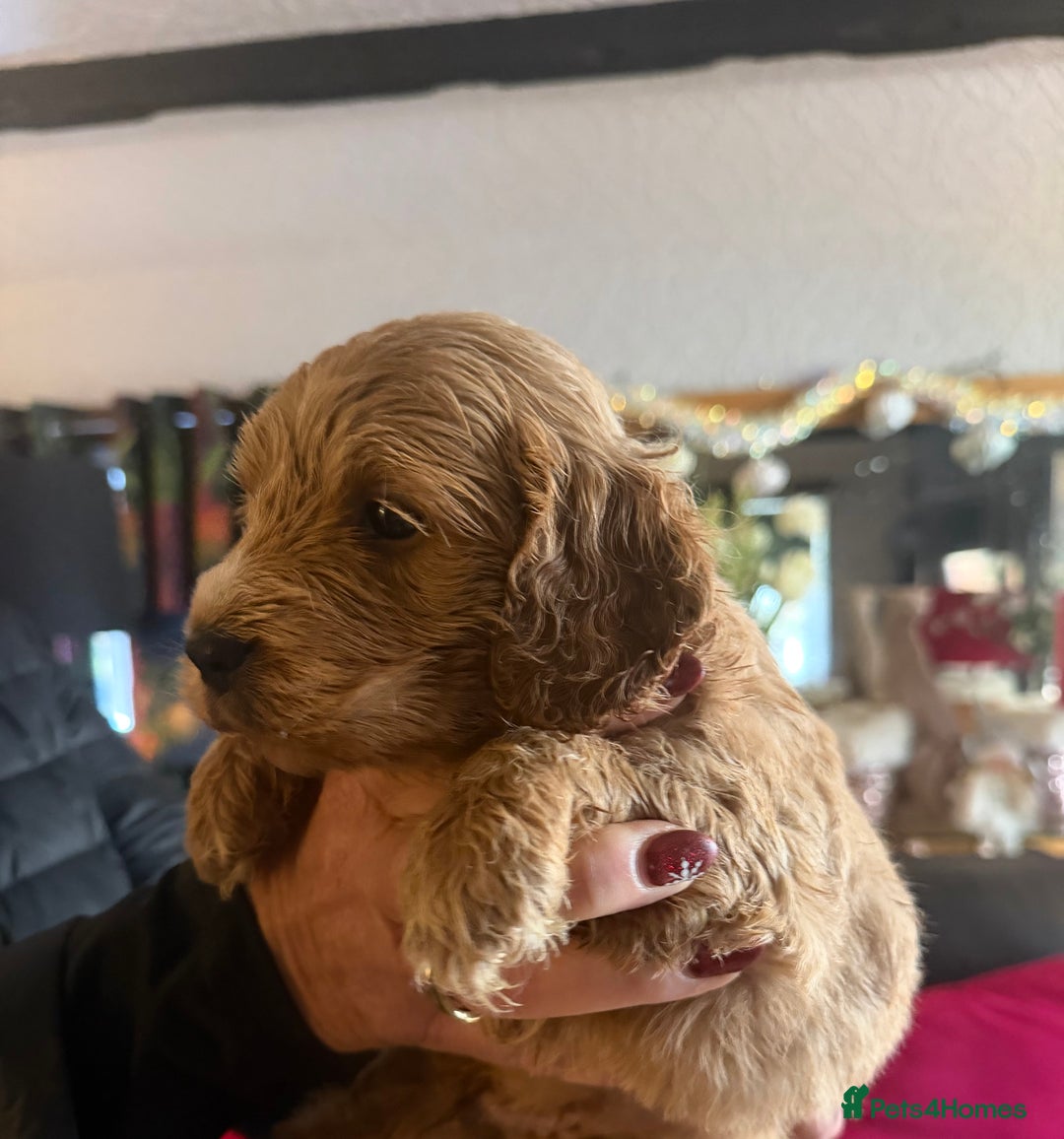 Cockapoo dogs for sale: Cockapoo pups one boy available  - Advert 27