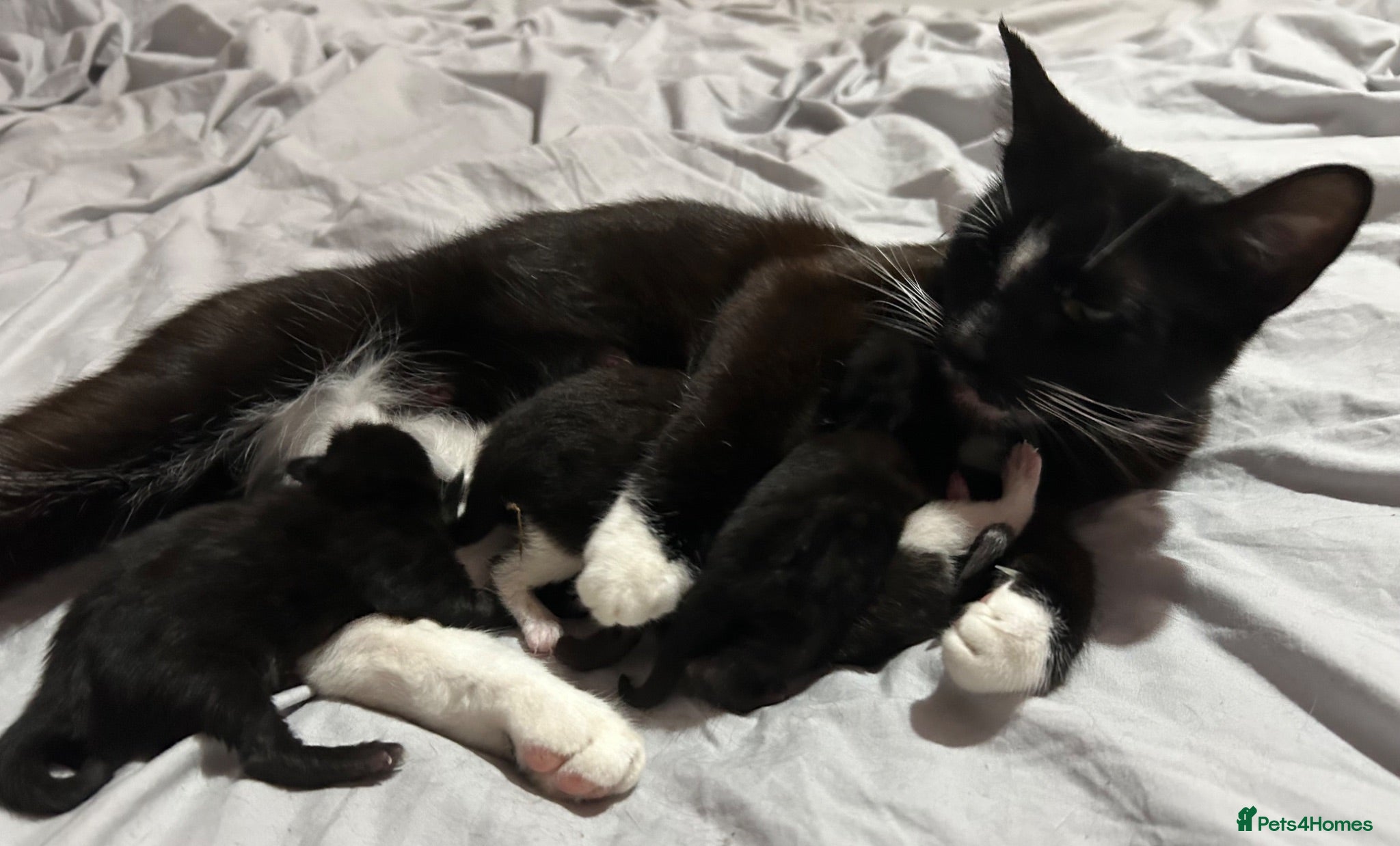 British Shorthair cats Kittens for sale x 4 - Advert 5