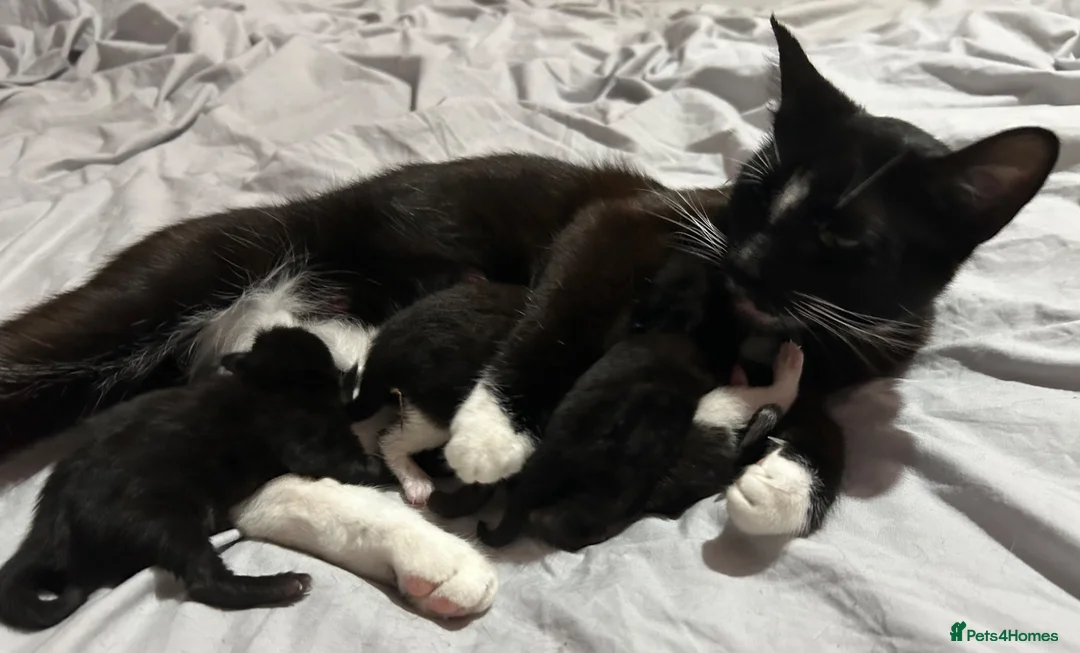 British Shorthair cats for sale: Kittens for sale x 4 - Advert 1
