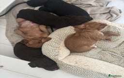 Cocker Spaniel dogs for sale: Beautiful Litter of Cocker Spaniel Puppies - Image 8