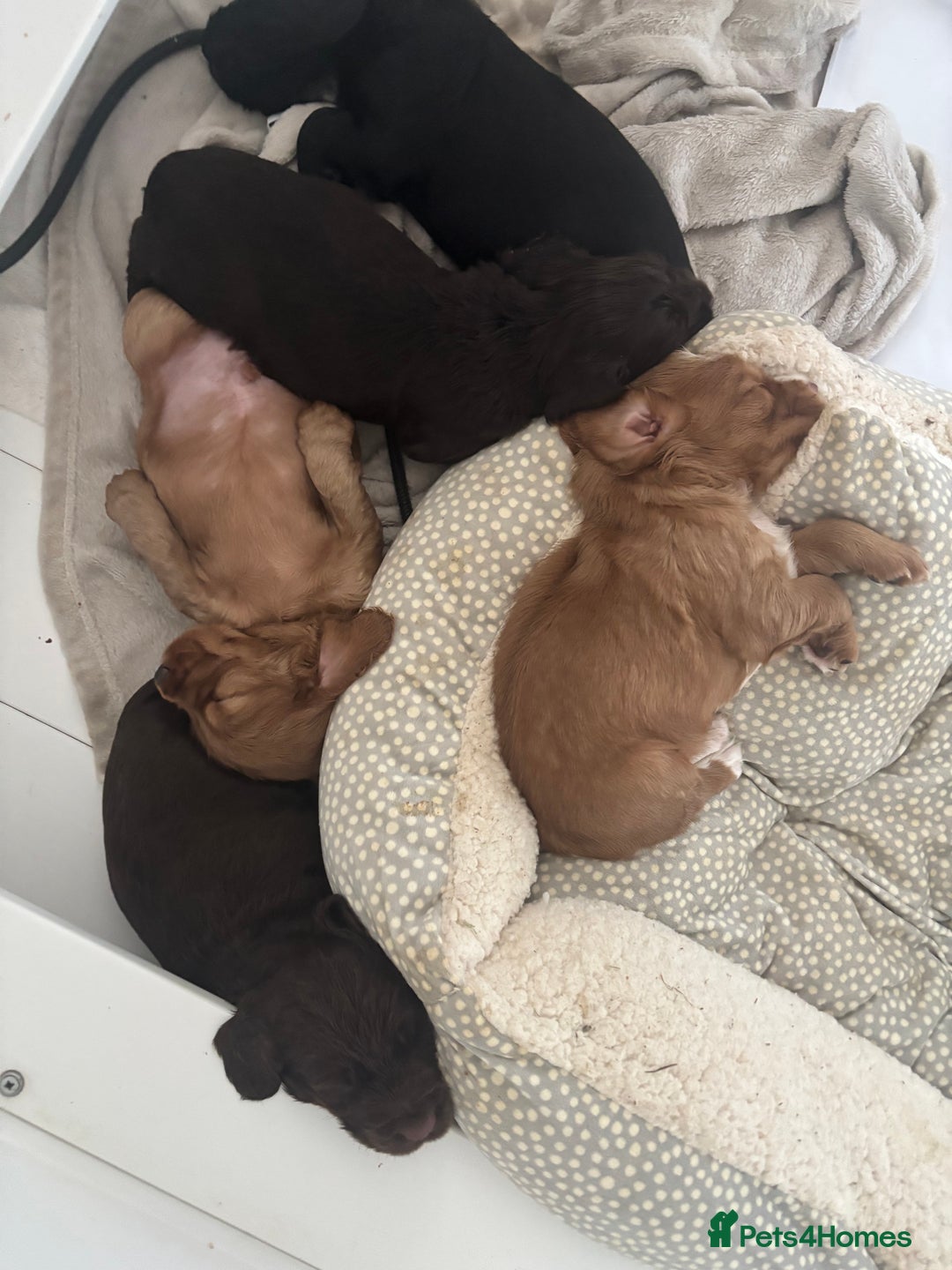 Cocker Spaniel dogs for sale: Beautiful Litter of Cocker Spaniel Puppies - Image 8