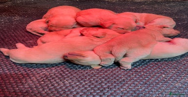 Labrador Retriever dogs - Advert 3