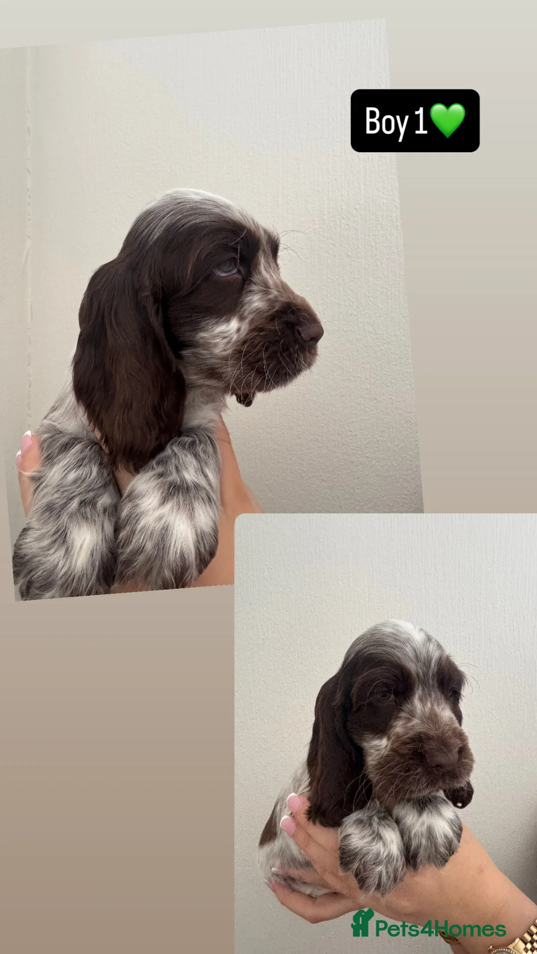 Cocker Spaniel dogs for sale: Stunning litter  - Advert 2