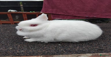 Netherland Dwarf rabbits - Advert 3
