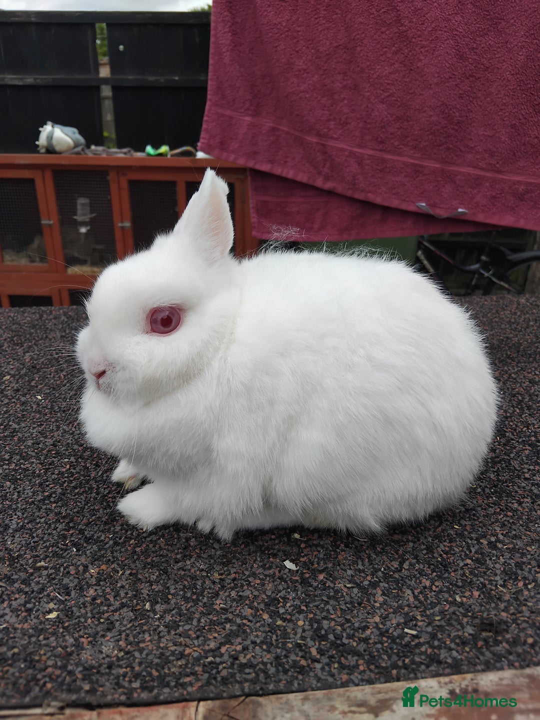 Netherland Dwarf rabbits for sale: Netherland dwarf rabbits  - Image 2