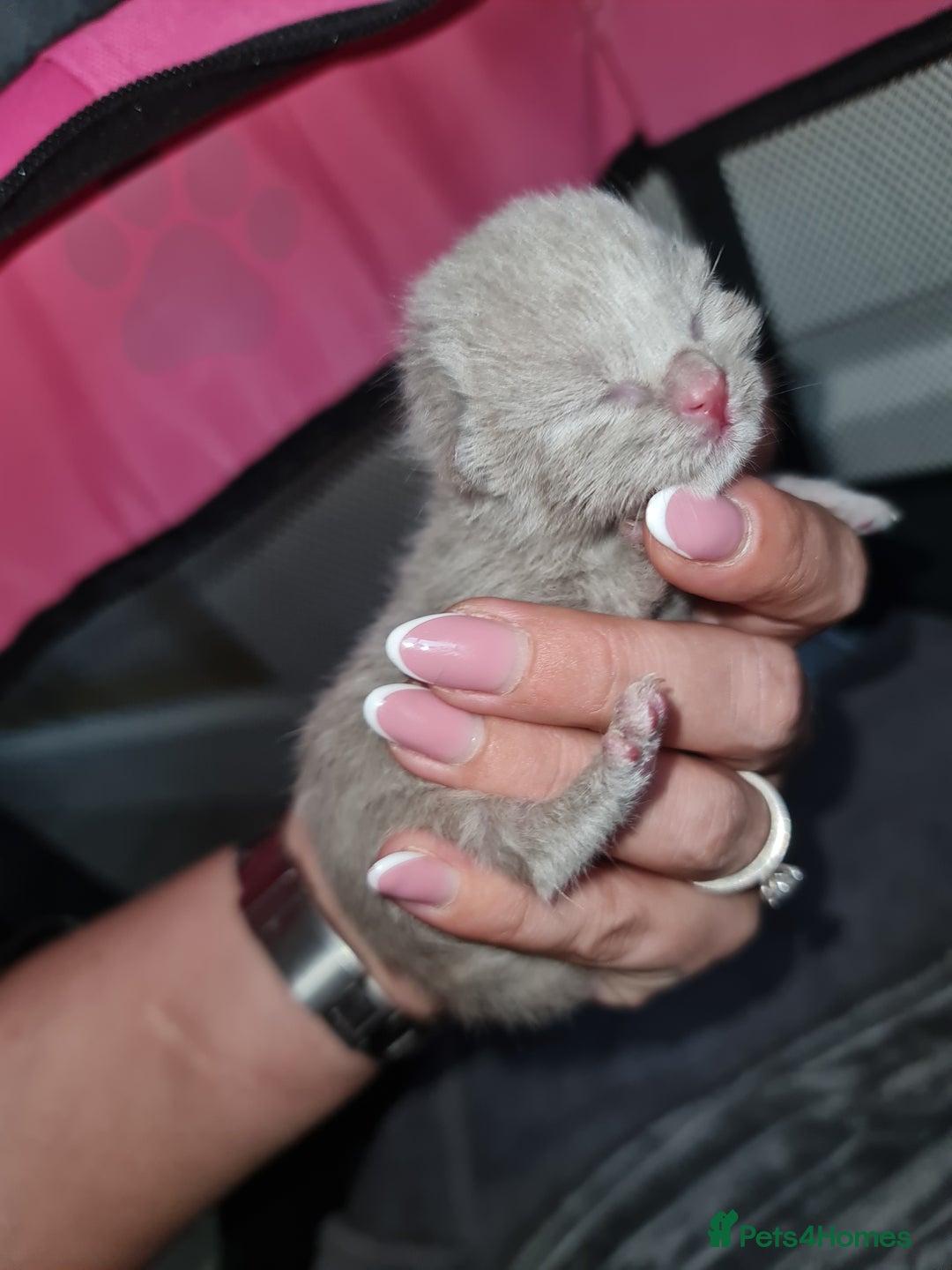 Ragdoll cats for sale: Seal mitted ragdoll/lilac bsh mix - Image 19
